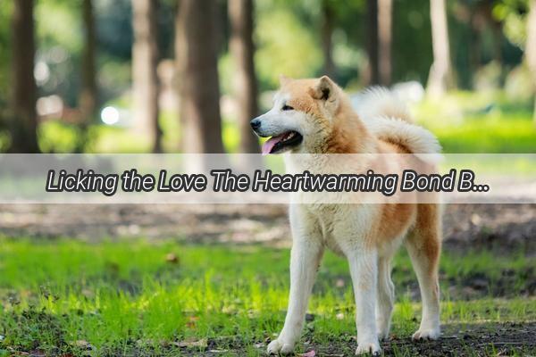 Licking the Love The Heartwarming Bond Between Dogs and Their Humans